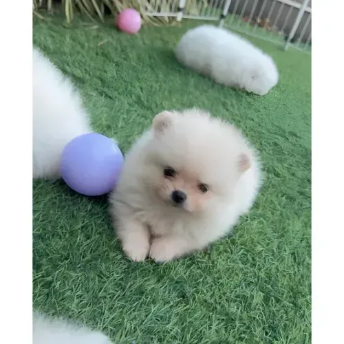 Lulu da pomerania