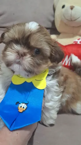 Lindo machinho branco fígado Shitzu 