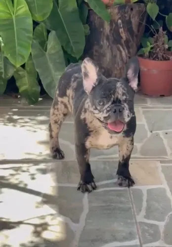 Buldogue francês fêmea $3.000.zap *30