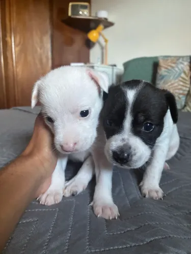 Doação de cães filhotes 