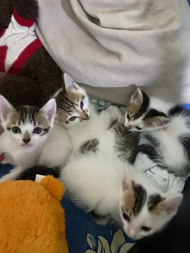 Estou a doar filhotes de gato, já comem ração e usam caixa de areia