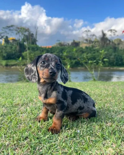 Filhotes Dachshunds (Salsichinha)