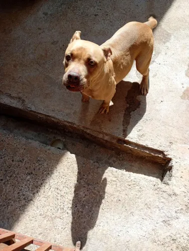 Doa-se Pitbull fêmea 