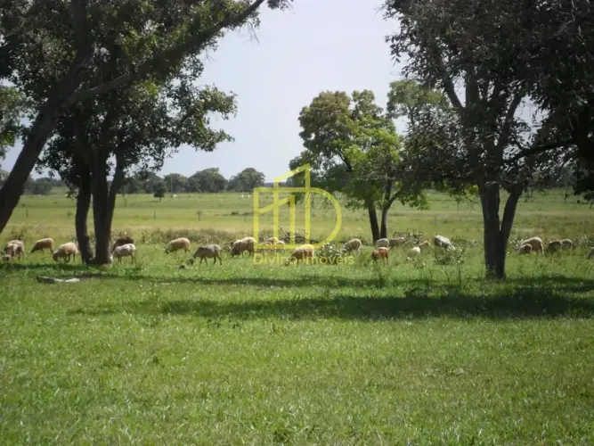 FAZENDA À VENDA OPORTUNIDADE DE INVESTIMENTO PRODUTIVO