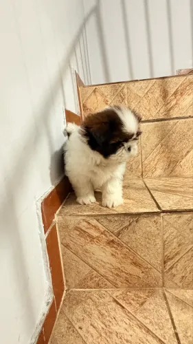 Shihtzu macho