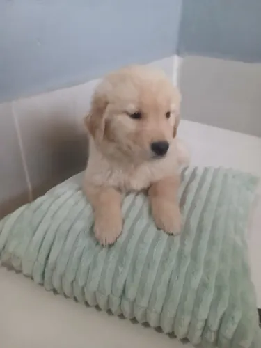 Filhote de Golde retriever