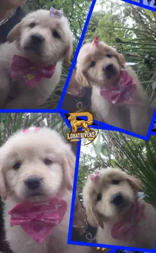 Goldens Retrievers