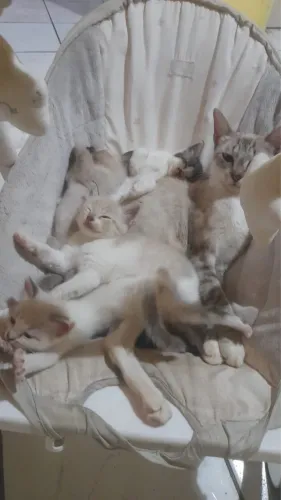URGENTE: Mãe e filhotes resgatados da chuva precisam de um lar amoroso!