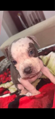 Pitbull fêmea filhote 