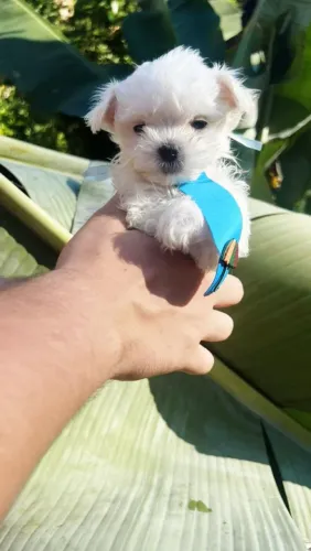 Filhotes de Maltês, Fotos e Videos reais, Machos e Fêmeas!