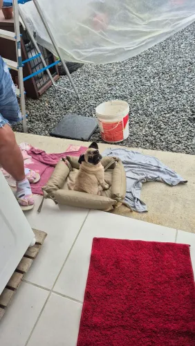 Vende se cachorro