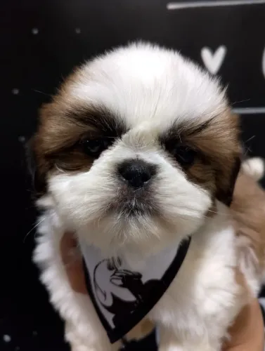Shihtzu MAcho/Fêmea - Disponivel Hoje!