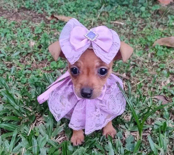 Pinscher fêmea