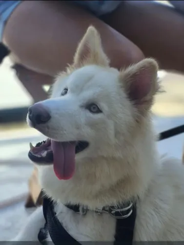 Husky siberiano 1 ano e 2 meses fêmea