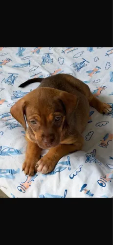 Lindos Filhotes de Cocker Spaniel não puros com 40 dias!!!