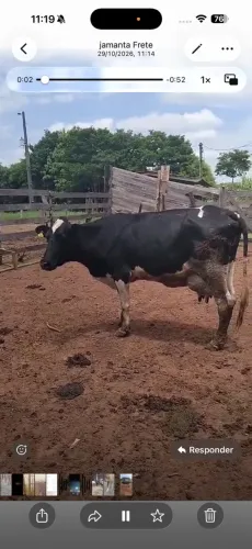 Vaca leiteira