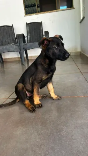 Filhote de cachorro Pastor Belga Malinois