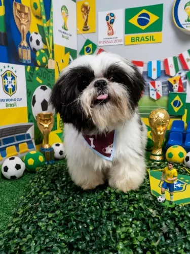 SHITZU MACHO 8 MESES, LINDO, POR MOTIVO DE MUDANÇA RESOLVI VENDER