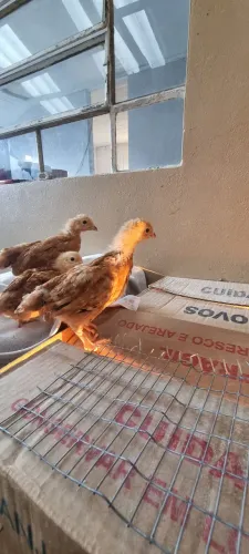 Pintinhos de poedeira 40 dias