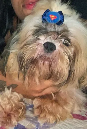 Cachorro Shitzu 