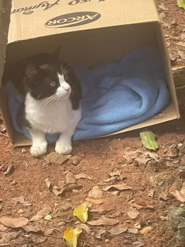 Lindo gatinho macho 3 meses para adoção 