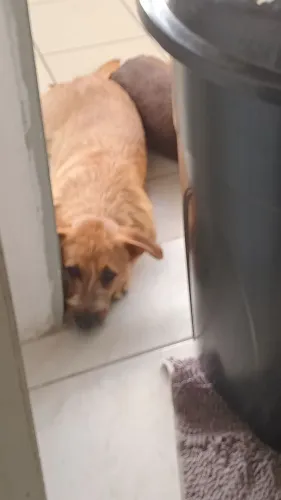 DOA- SE UMA CACHORRA , PORTE GRANDE 1 ANO, NSO E CASTRADA.