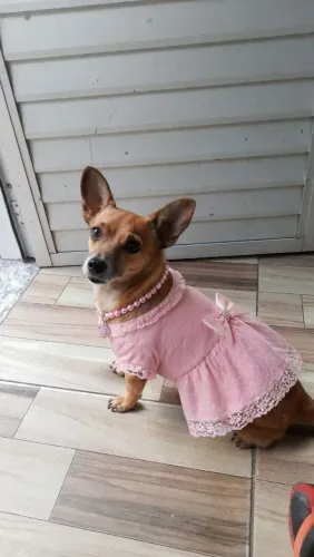 Pinscher fêmea para doação só pra quem realmente for cuidar!