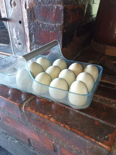Ovos azuis galados de Índio gigante
