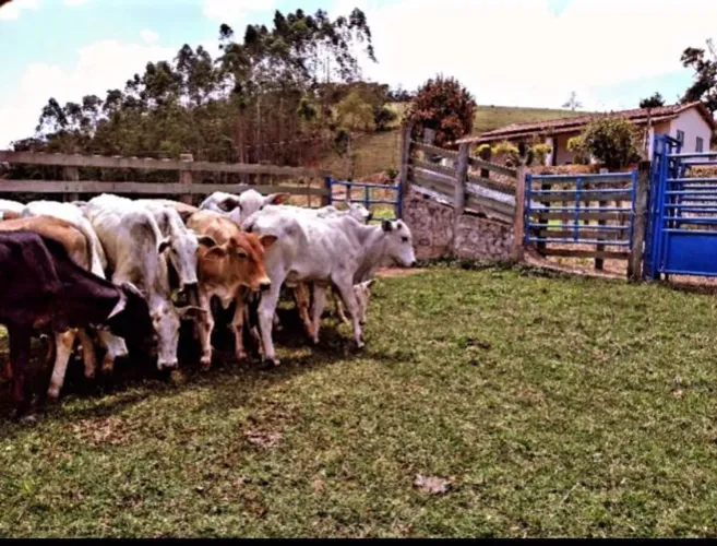 Sítio de 21,780 hectares, totalmente tratorável em Lagoinha/SP.