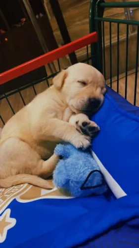 Filhote de cachorro labrador fêmea