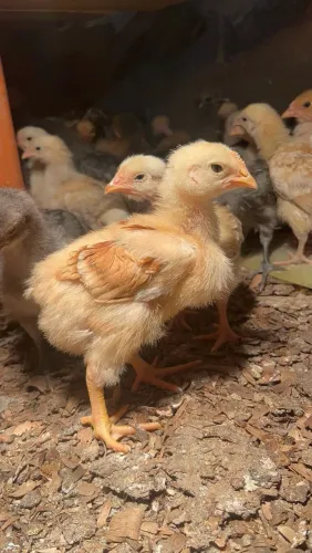 Pintinhos Caipirões
