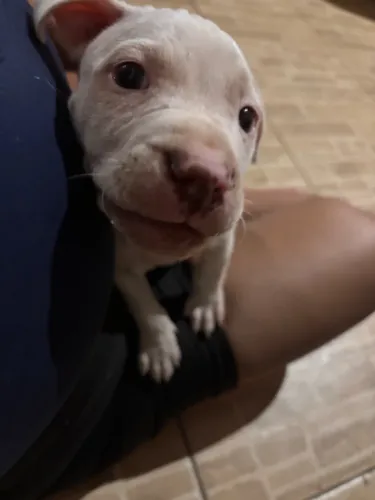 Vendo Pitbull staffordshire