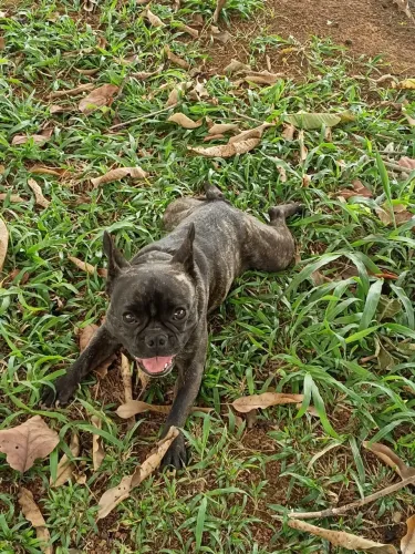 Bulldog Frances macho
