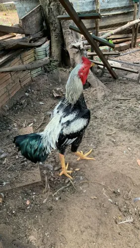 Vendo galo índio gigante