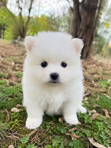 Spitz Alemão fêmea