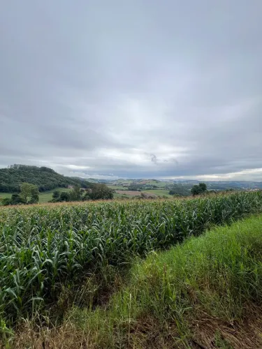 OPORTUNIDADE: Terreno Agrícola Produtivo e Gerando Renda