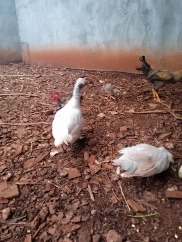 Patos 