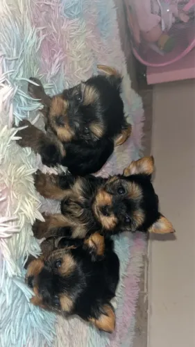 Lindas fêmeas disponíveis