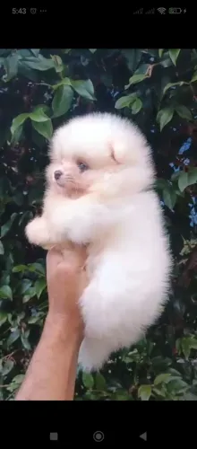 Lulu