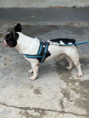 Bulldog francês macho 