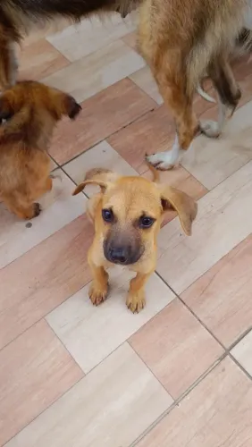 Cachorro doação urgente 