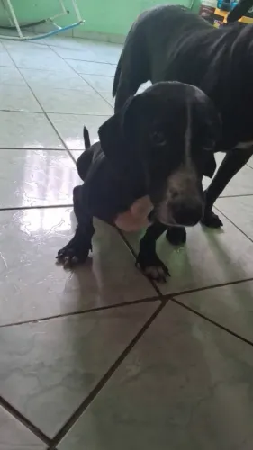 Cachorro para doação