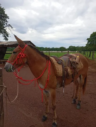 Burro média de 6 anos - Forte e ótimo para trabalho | Miracema-TO