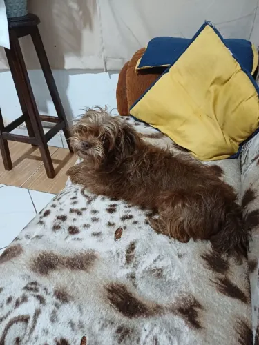 ADOÇÃO RESPONSÁVEL