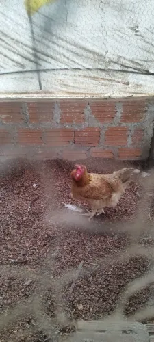 Galinha 50,00