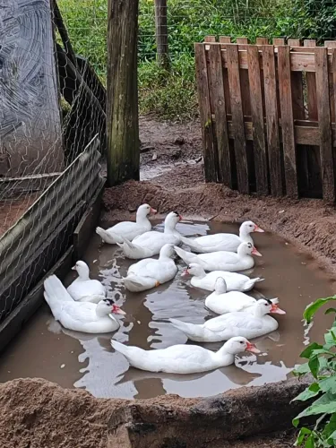 Patos machos e fêmeas 