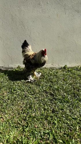 Galo brahma