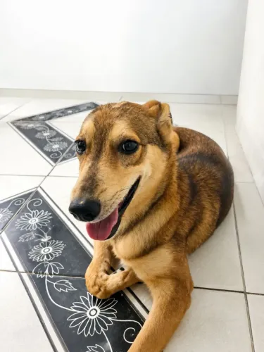 Doa-se cachorrinha com 5 meses de idade!