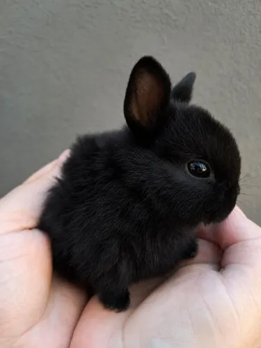 COELHO ANÃO MINI PEQUENO 