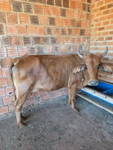 Vaca leiteira 